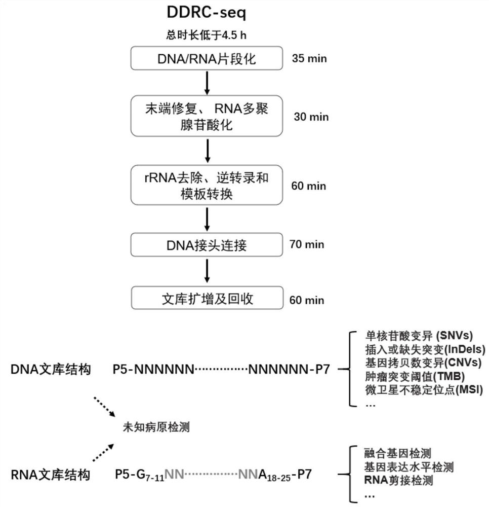 Co-library-building method capable of distinguishing DNA and RNA sources