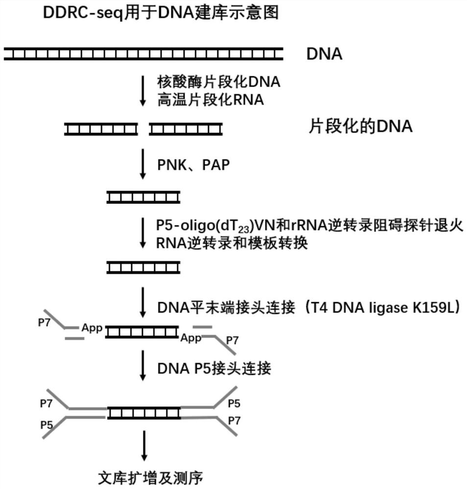 Co-library-building method capable of distinguishing DNA and RNA sources