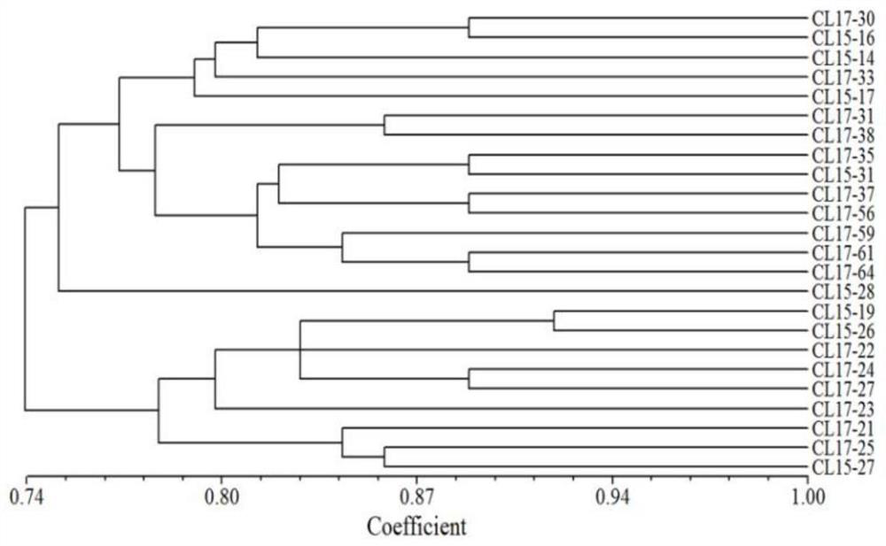 ssr primers and applications for genetic diversity and kinship analysis of Curvularia lunata