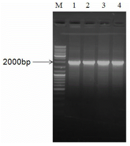 Method for transfecting spermatid with lentiviral vector