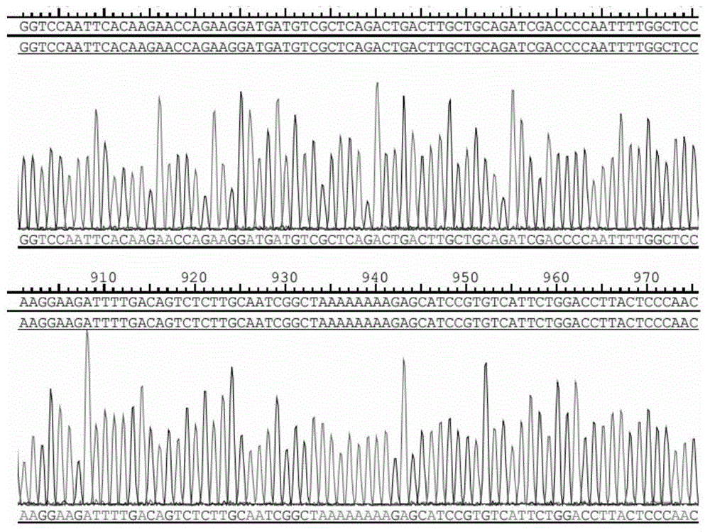 Method for transfecting spermatid with lentiviral vector