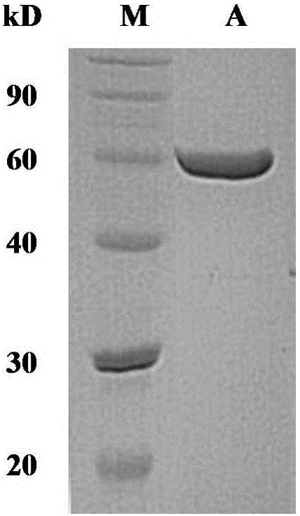 Genetically engineered bacterium for producing linear malt oligosaccharide generating enzyme and application of genetically engineered bacterium