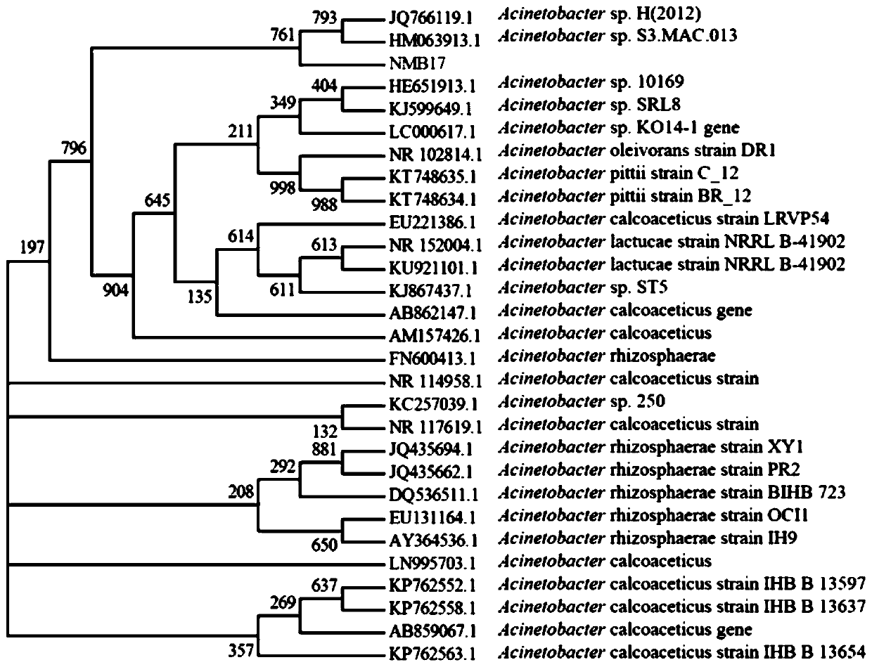 A strain of Acinetobacter oilophilus nmb17 and its application in plant disease control