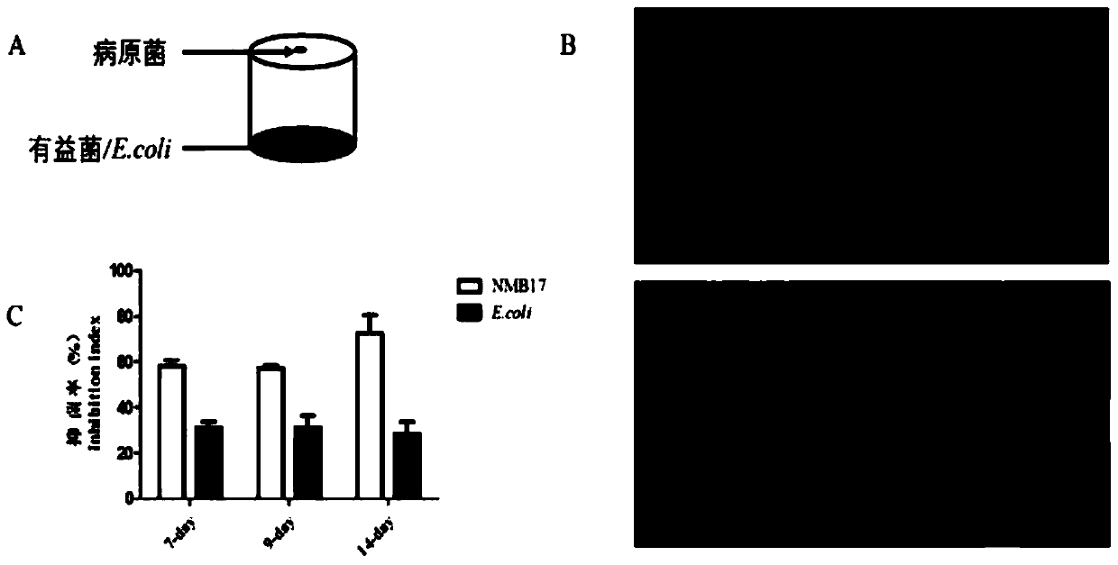 A strain of Acinetobacter oilophilus nmb17 and its application in plant disease control