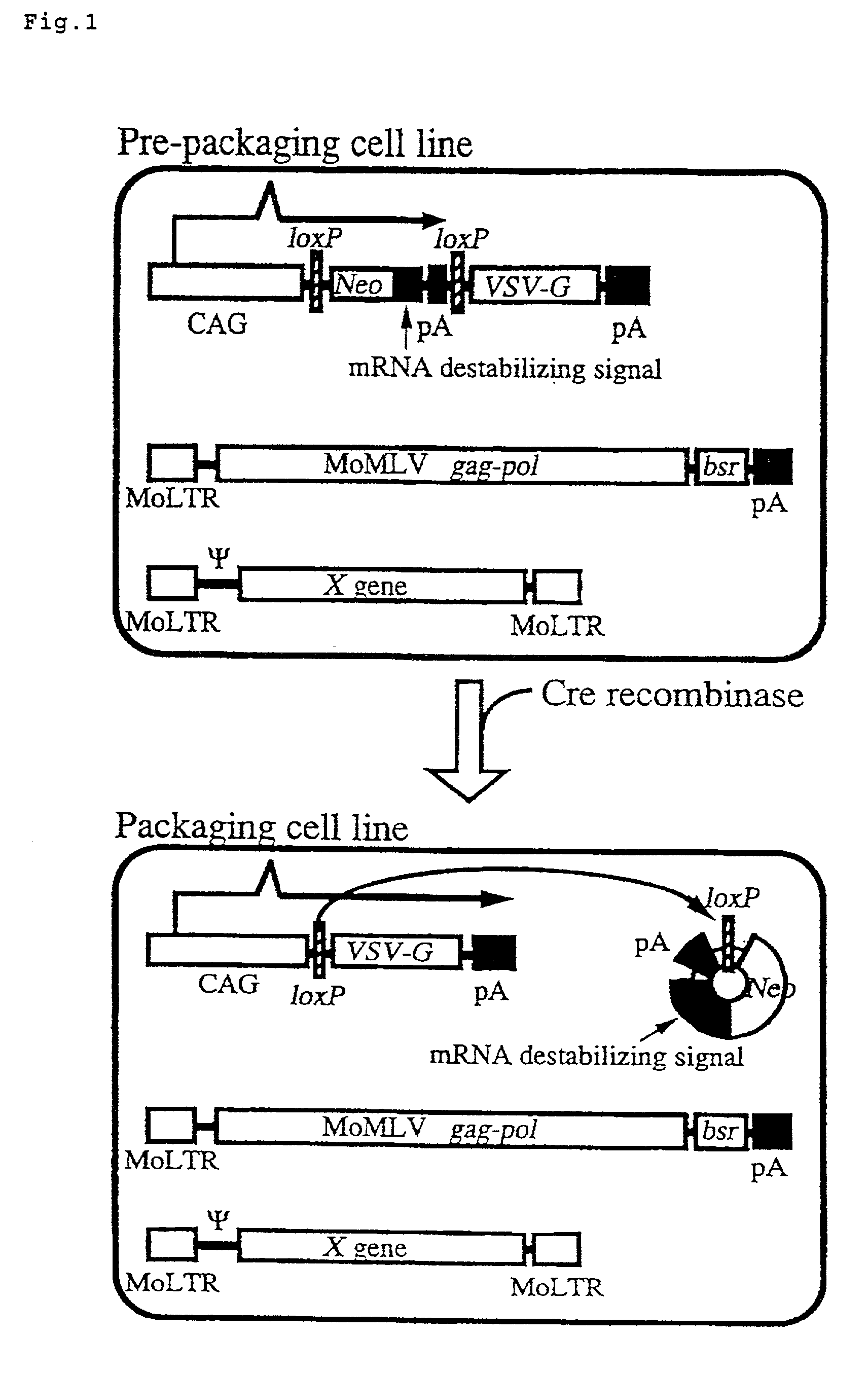 Process for preparing retrovirus vector for gene therapy