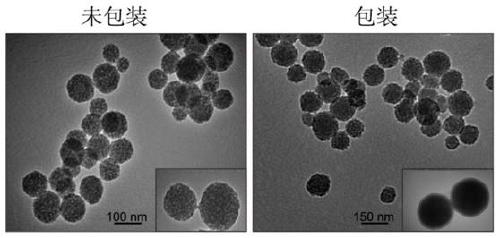 A sarna that activates ptpro gene expression and its transporter