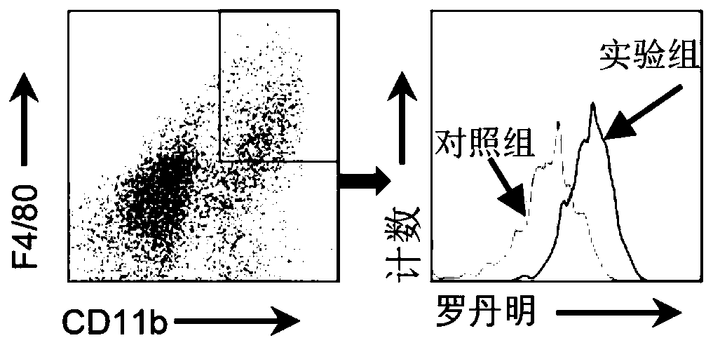 Immunoregulation microsphere preparation targeting tumor-associated macrophages (TAMs) as well as preparation method and application of immunoregulation microsphere preparation