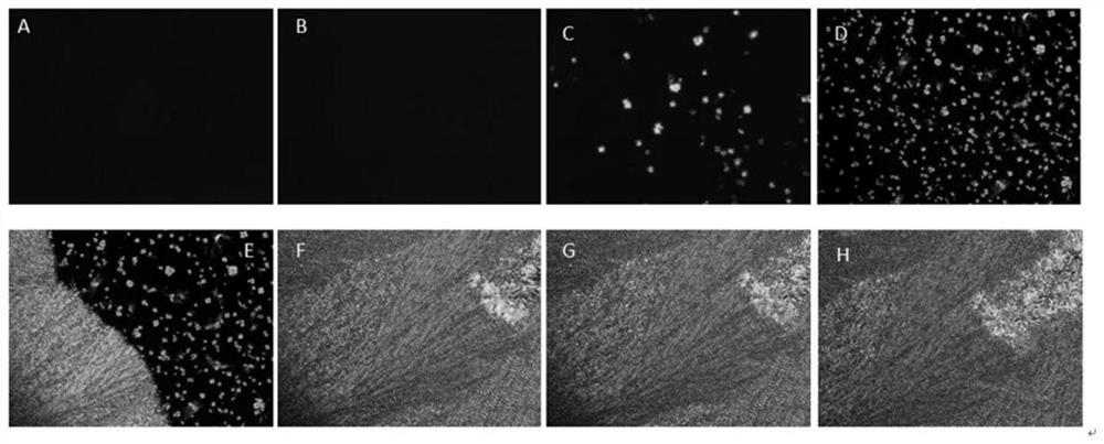 Synthesis method of azo small molecules for zinc oxide nanoparticle stable ligands