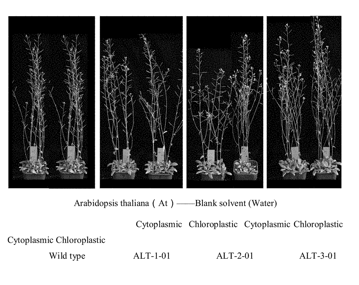 Use of Herbicide-tolerant Protein