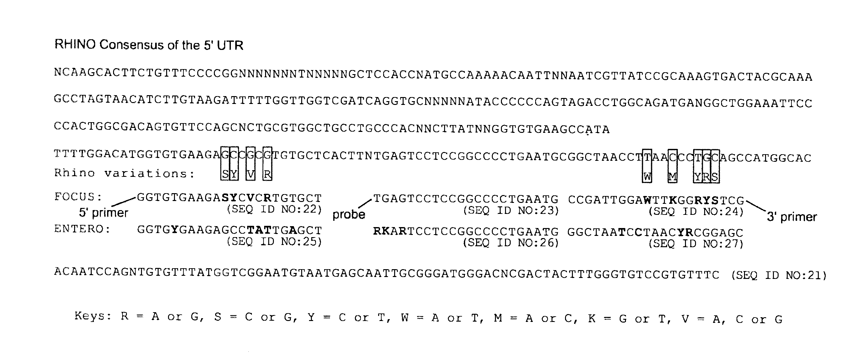 Methods and compositions for detecting rhinoviruses