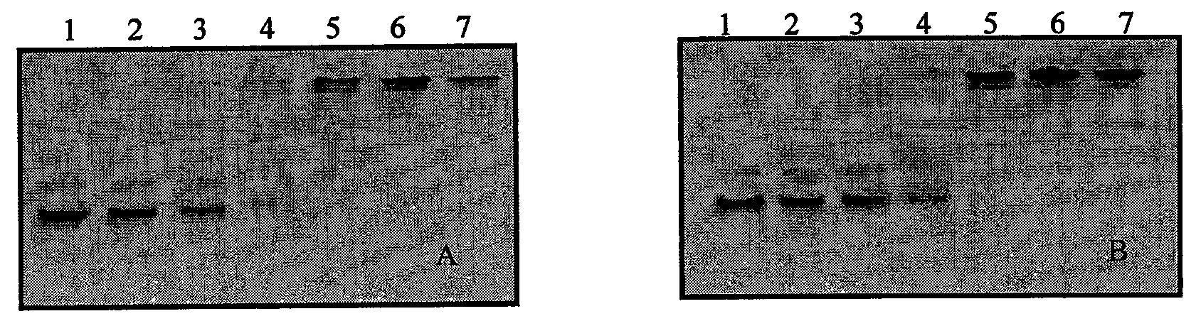 Biodegradable crosslinked polyethylenimine and its uses