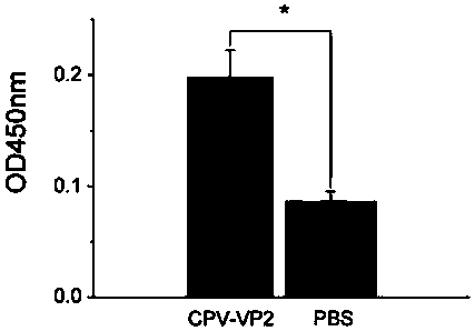 Canine parvovirus vaccine composition, preparation method and application thereof