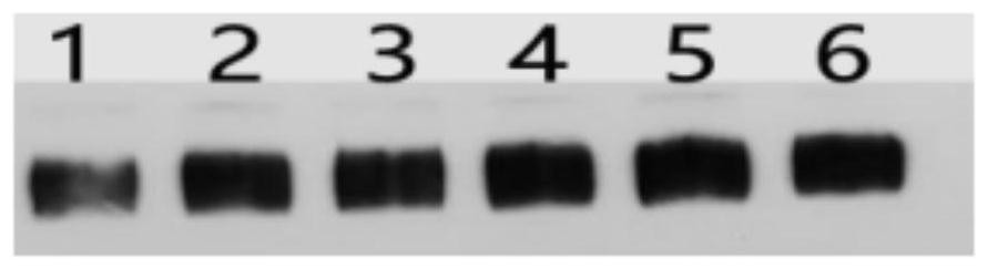 Production method for efficiently secreting and expressing porcine epidemic diarrhea virus S1 protein