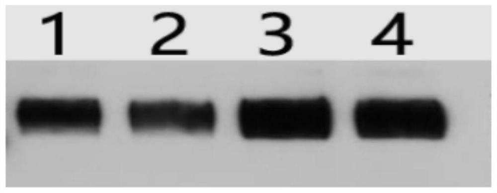 Production method for efficiently secreting and expressing porcine epidemic diarrhea virus S1 protein