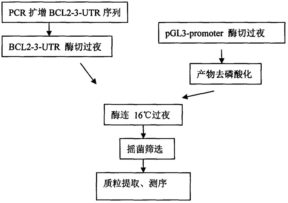 Dual-luciferase reporter gene plasmid of 3-UTR region of BCL2 gene as well as construction method and application thereof