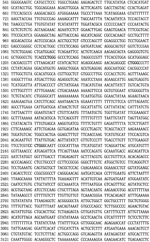 Dual-luciferase reporter gene plasmid of 3-UTR region of BCL2 gene as well as construction method and application thereof