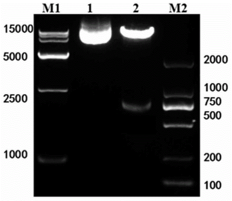 Chimeric antigen receptor, gene and recombinant expression vector thereof, CAR20-NKT cell and preparation method and application thereof