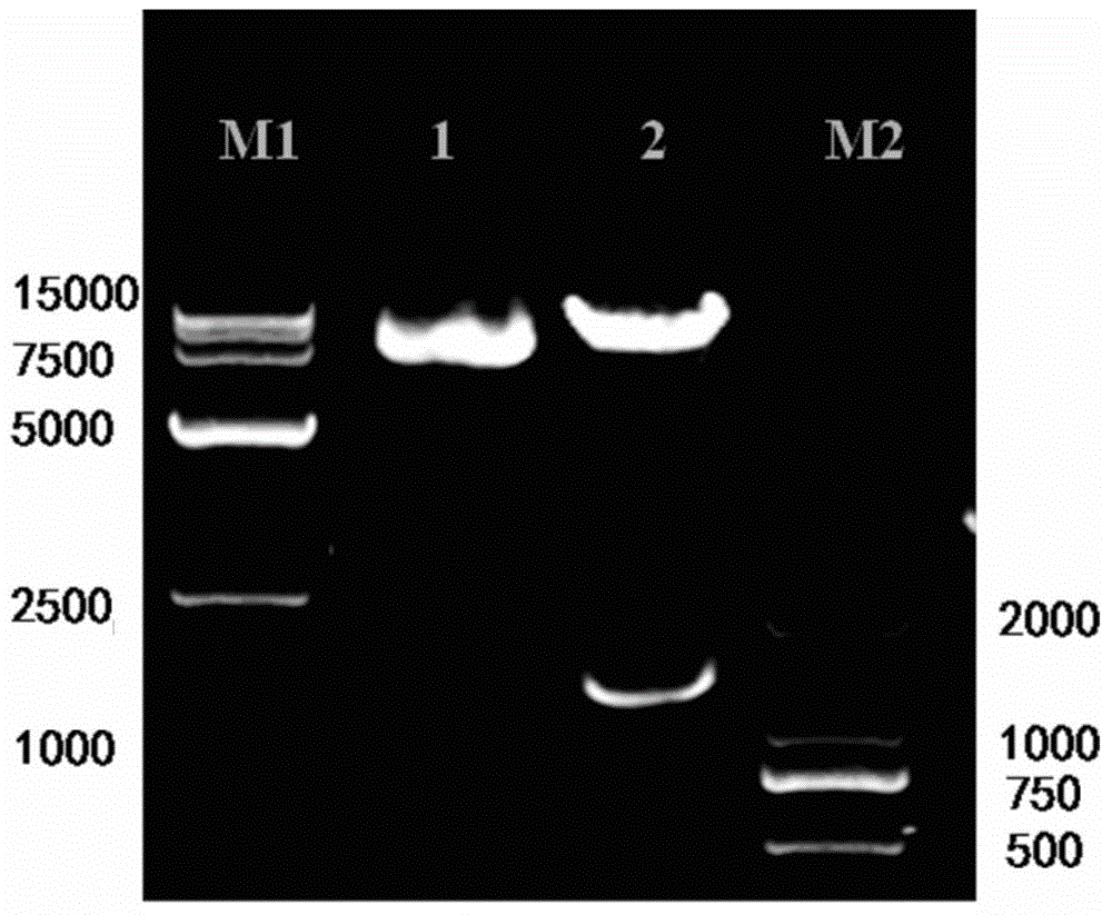 Chimeric antigen receptor, gene and recombinant expression vector thereof, CAR20-NKT cell and preparation method and application thereof