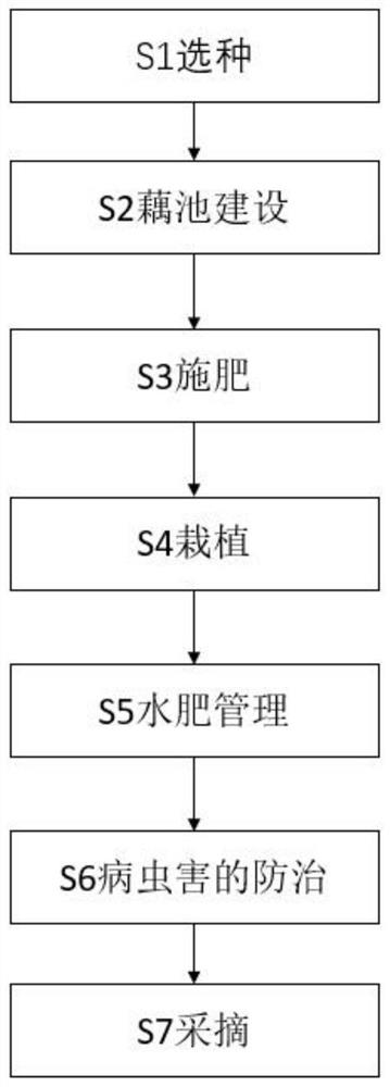 Planting method for increasing lotus root yield