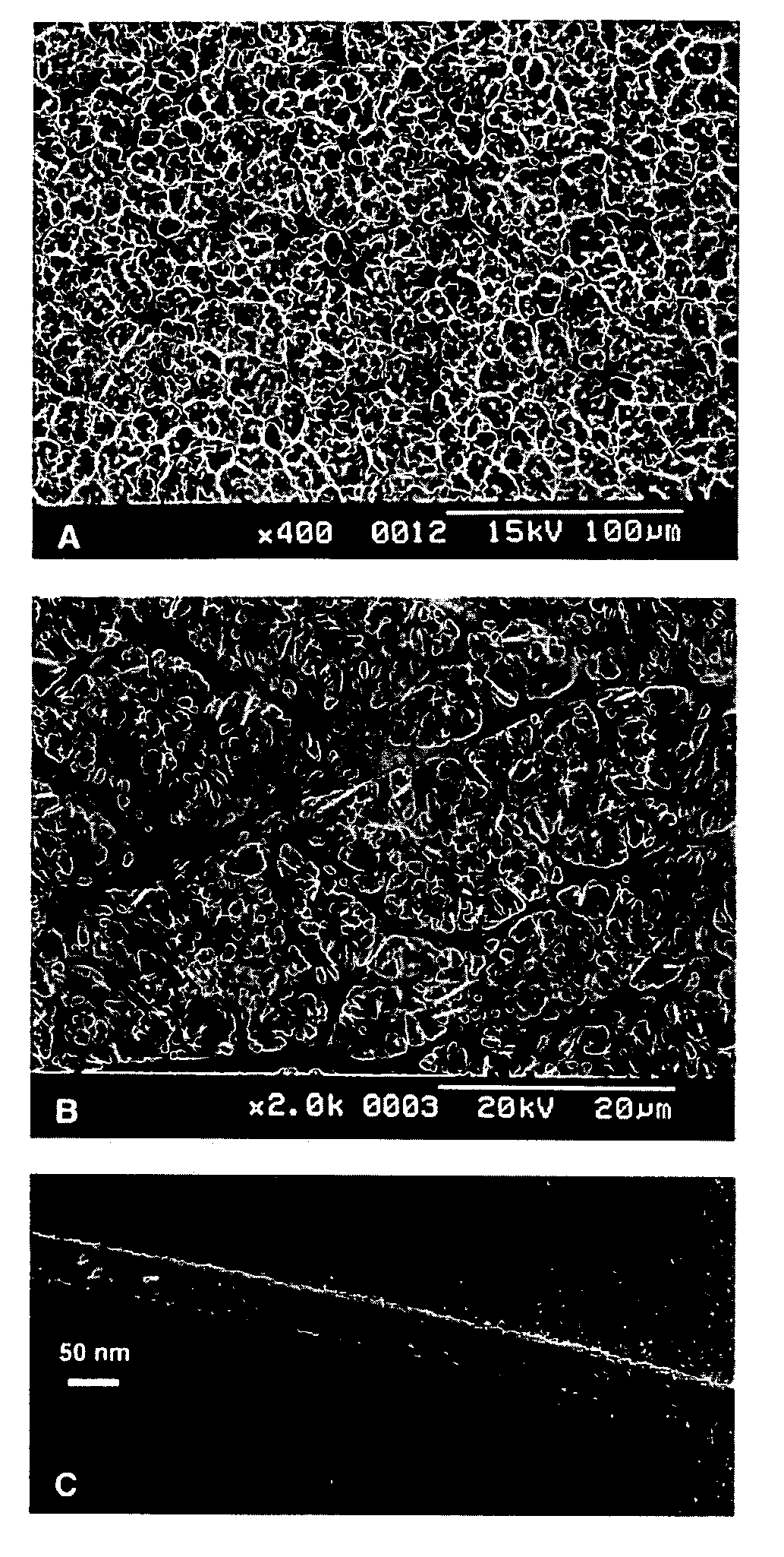 Titanate nanowire, titanate nanowire scaffold, and processes of making same