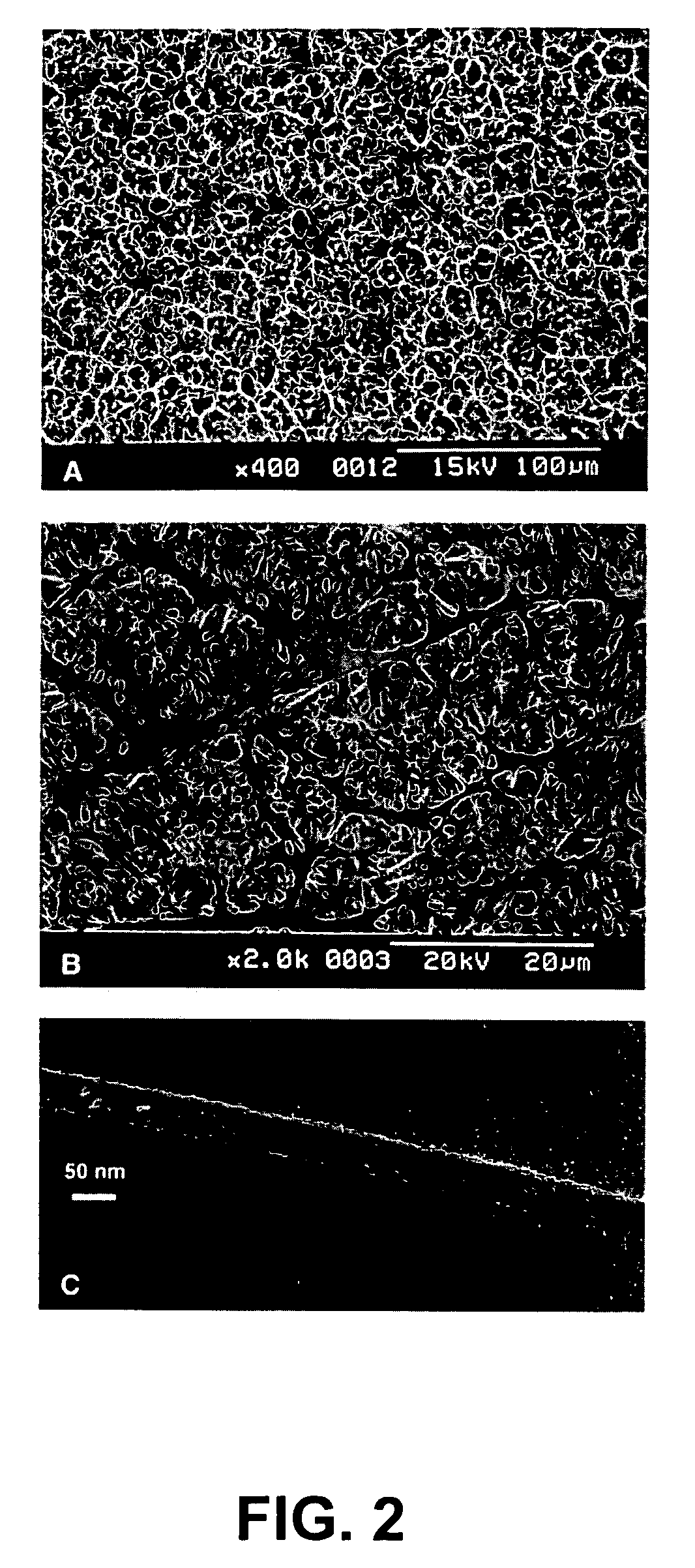 Titanate nanowire, titanate nanowire scaffold, and processes of making same