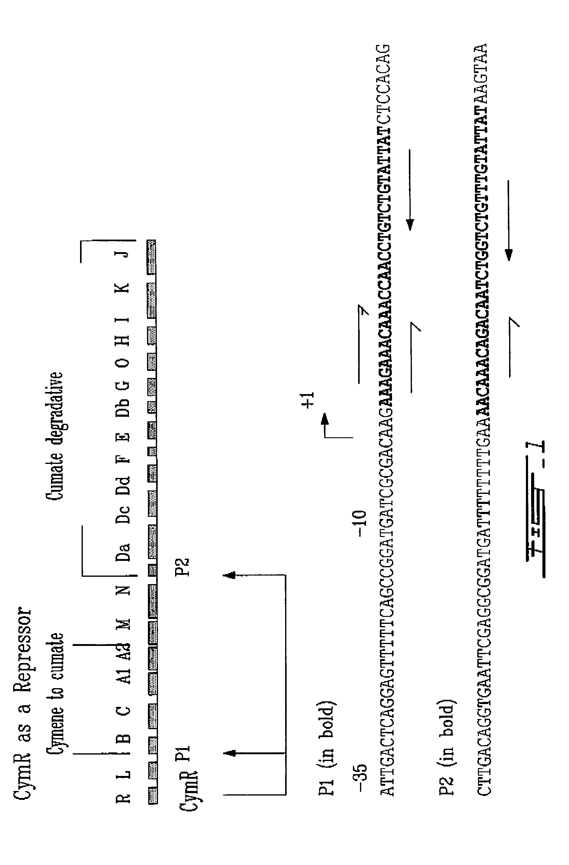 Cumate-inducible expression system for eukaryotic cells