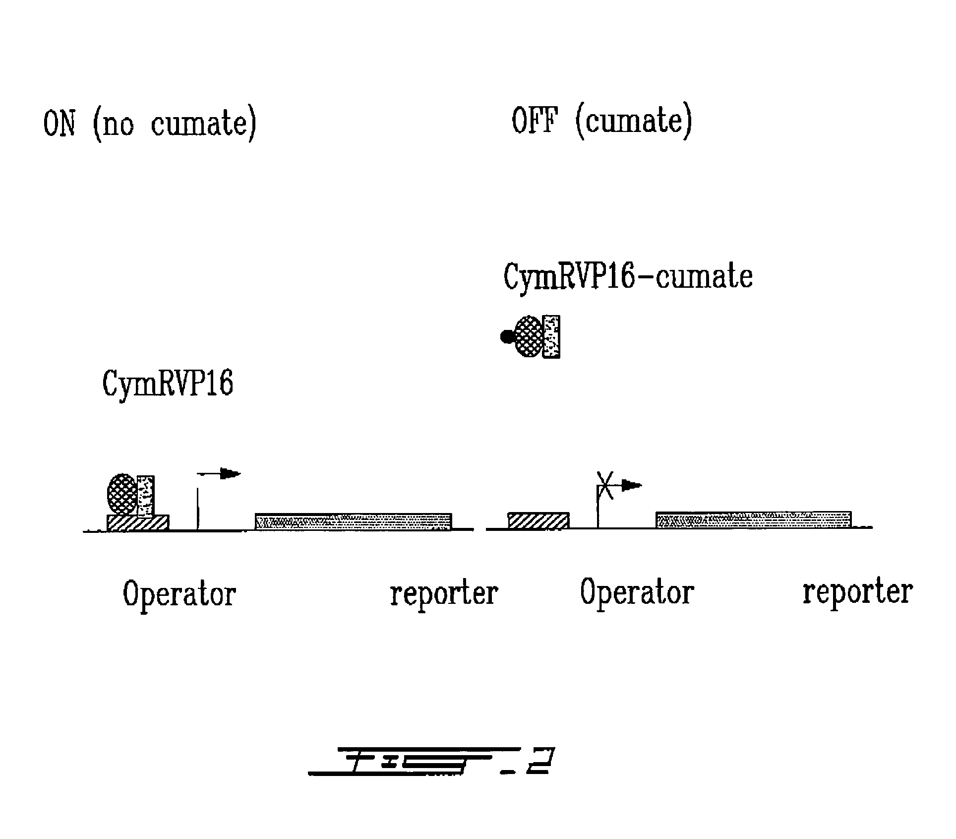 Cumate-inducible expression system for eukaryotic cells