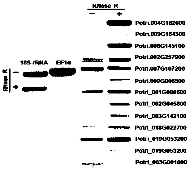 Construction method and application of annular RNA overexpression system for protoplast of secondary xylem of poplar