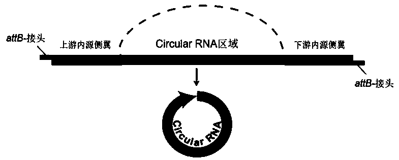 Construction method and application of annular RNA overexpression system for protoplast of secondary xylem of poplar