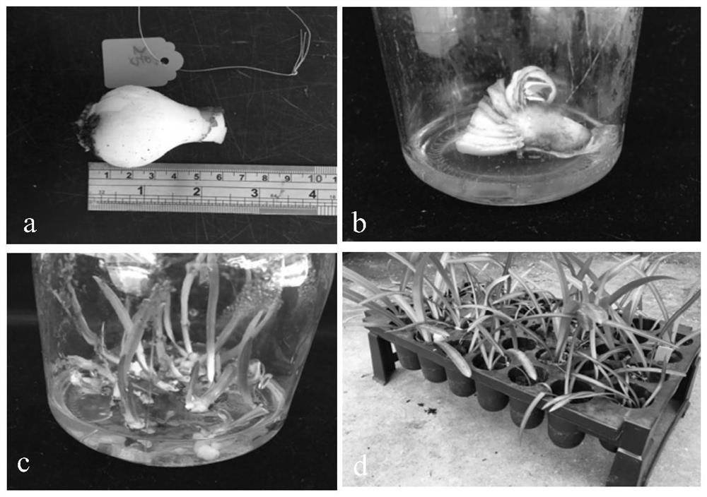 Tissue culture breeding method of hippeastrum rutilum