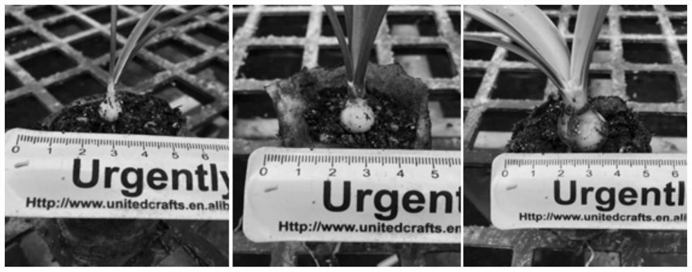 Tissue culture breeding method of hippeastrum rutilum