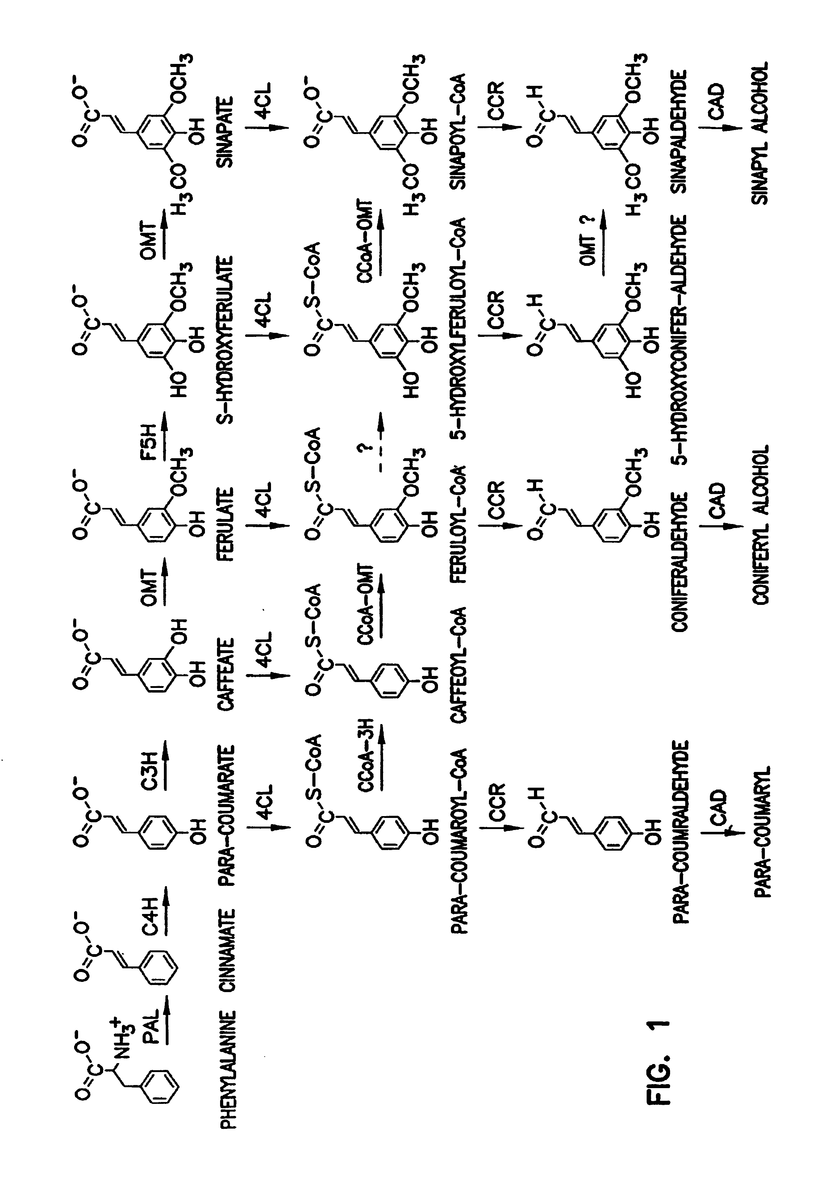 Genetic engineering of plants through manipulation of lignin biosynthesis