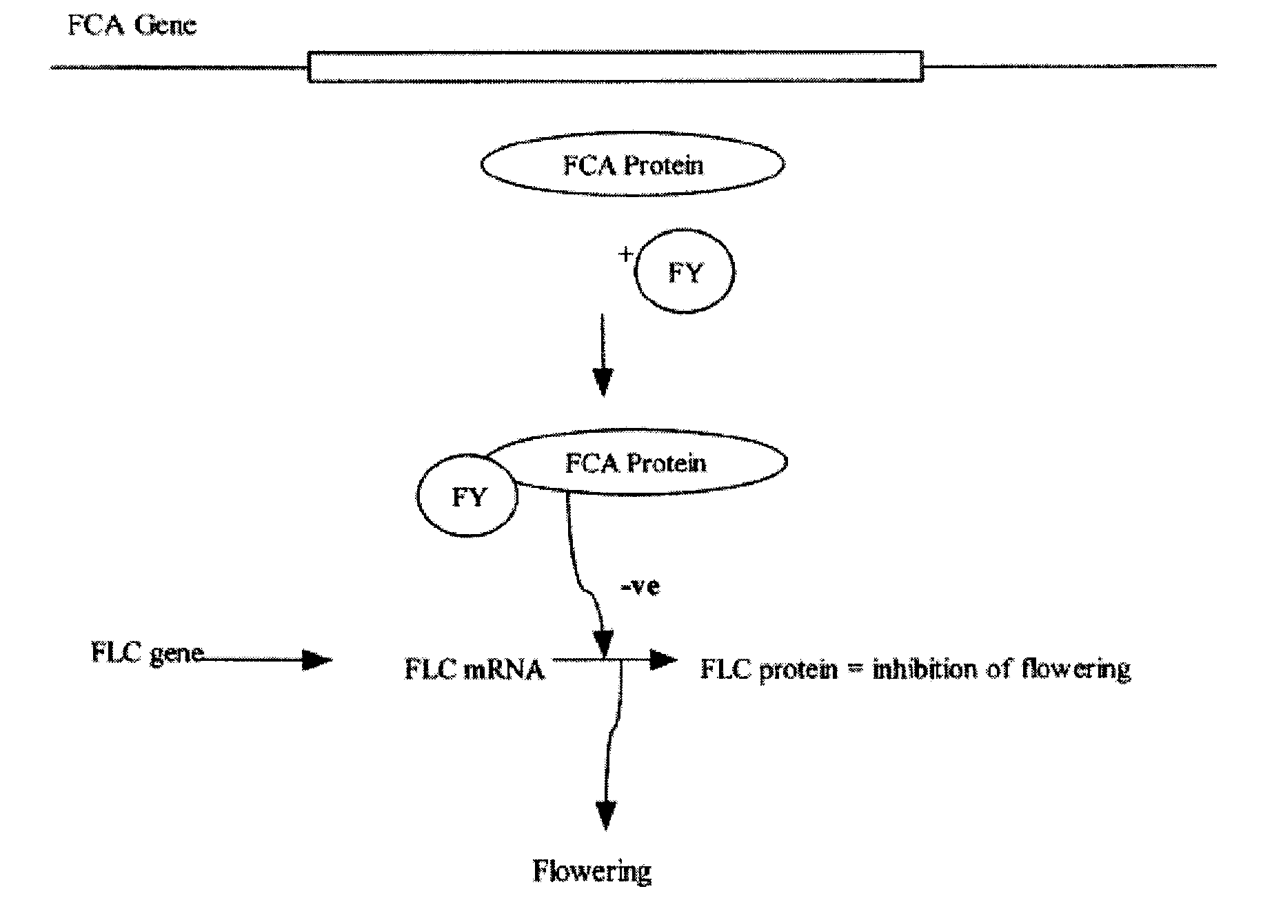 Plant proteins having an abscisic acid binding site and methods of use