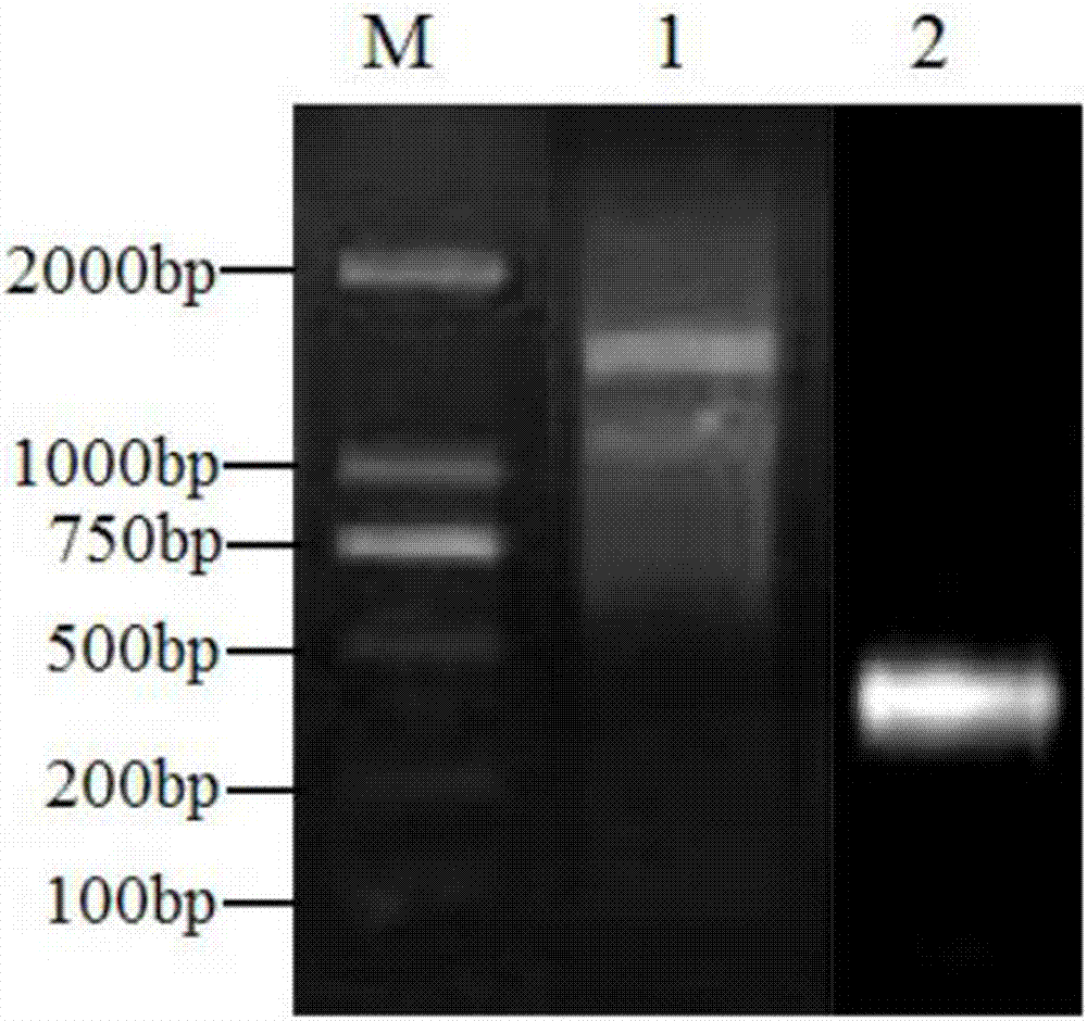 Wheat gene capable of improving resistance to gibberellic disease of plant and applications of wheat gene