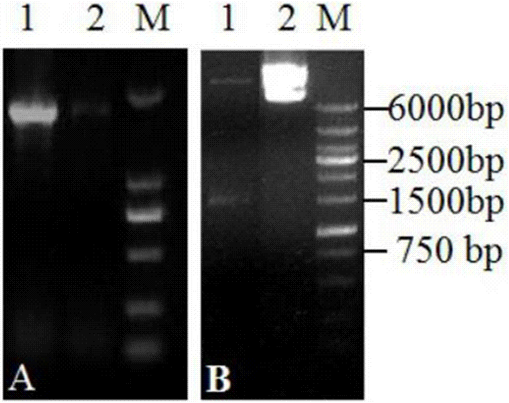 Wheat gene capable of improving resistance to gibberellic disease of plant and applications of wheat gene