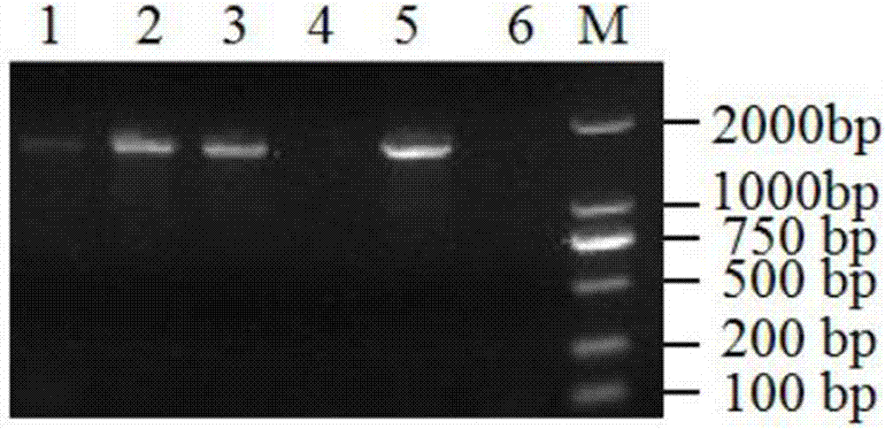 Wheat gene capable of improving resistance to gibberellic disease of plant and applications of wheat gene