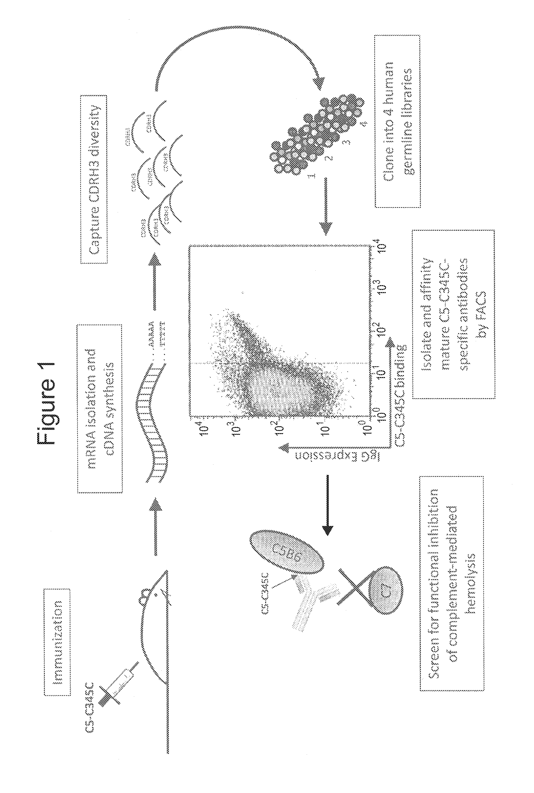 Humanized antibodies directed against complement protein C5