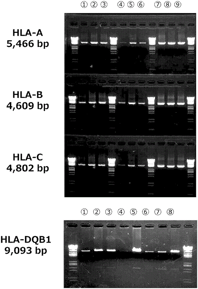 dna typing method and kit for hla gene