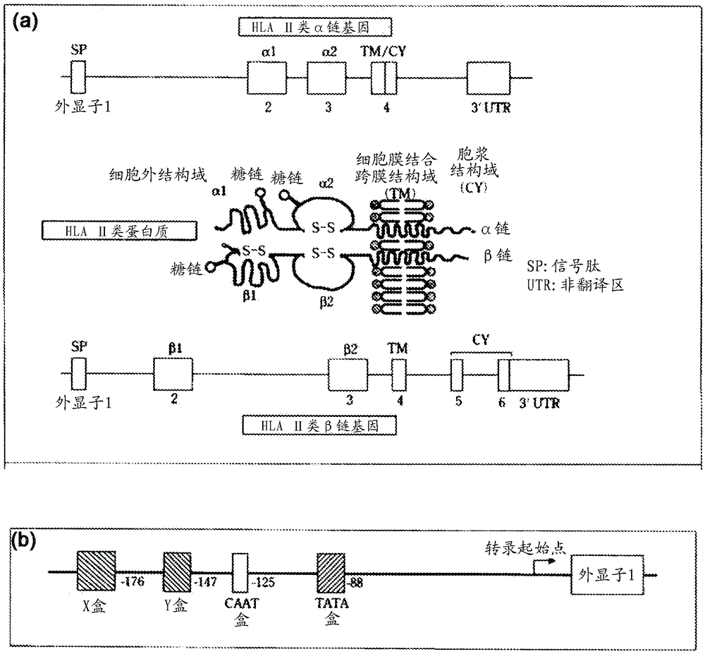 dna typing method and kit for hla gene