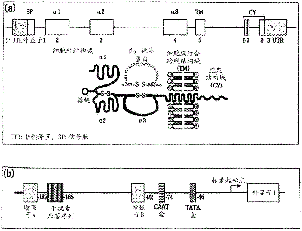 dna typing method and kit for hla gene