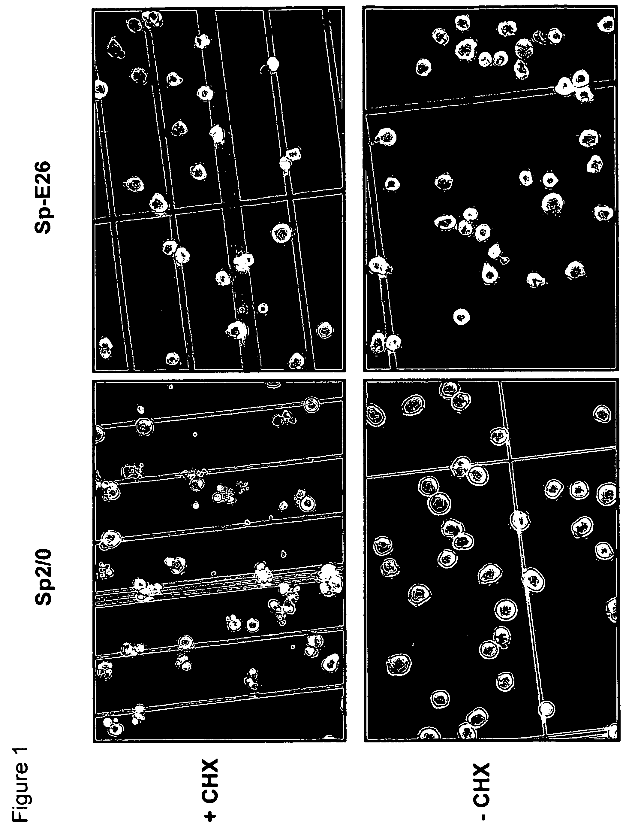 Mammalian cell lines for increasing longevity and protein yield from a cell culture