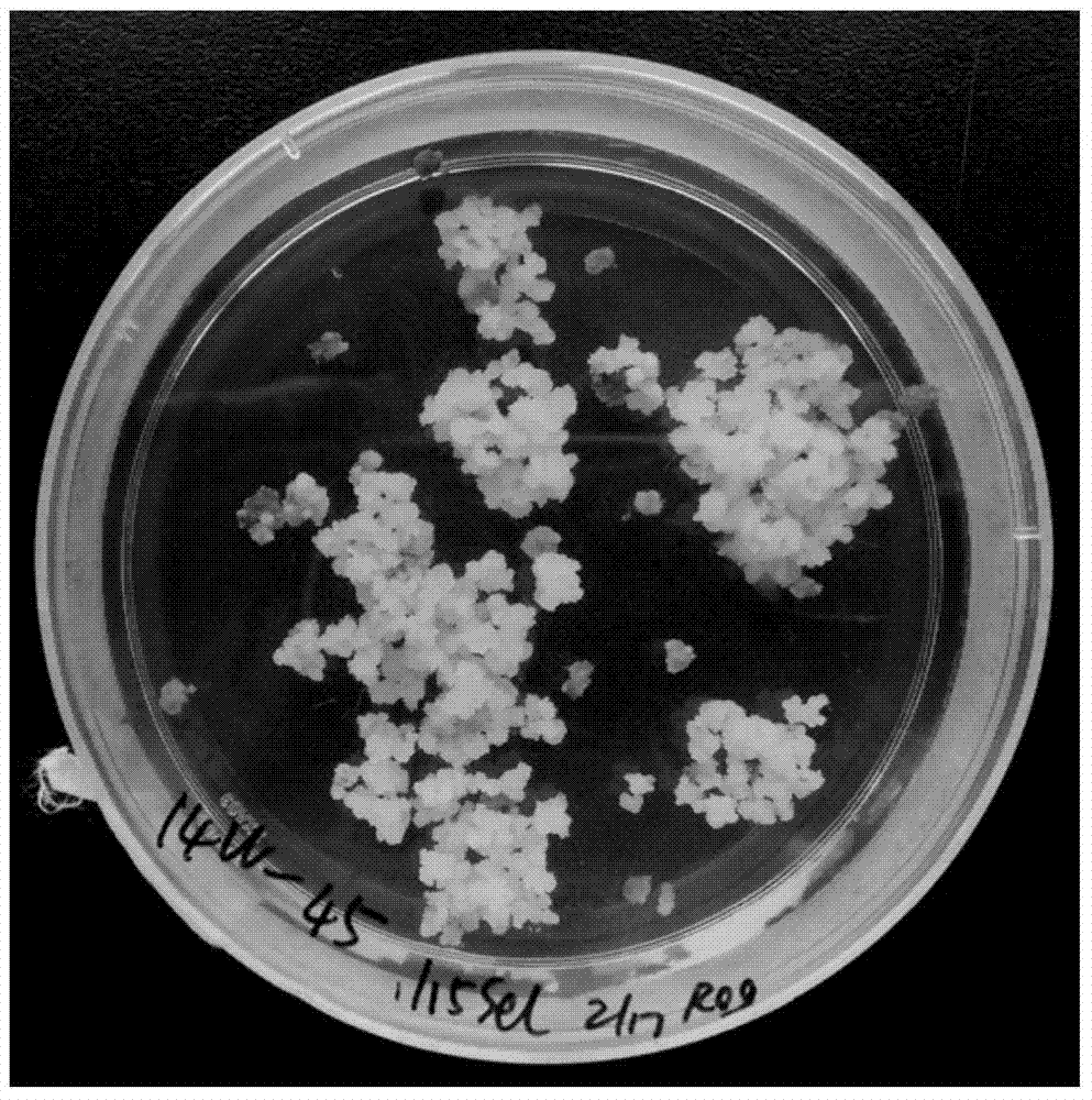 Phosphate mannose isomerase (PMI) gene OsPMI2 originating from oryza sativa and application thereof