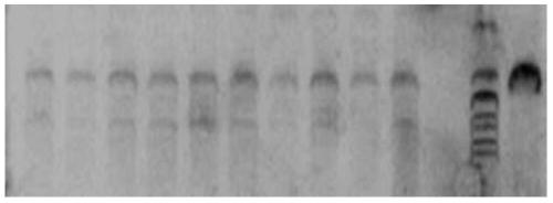 Pig-specific friendly site pifs102 and its application