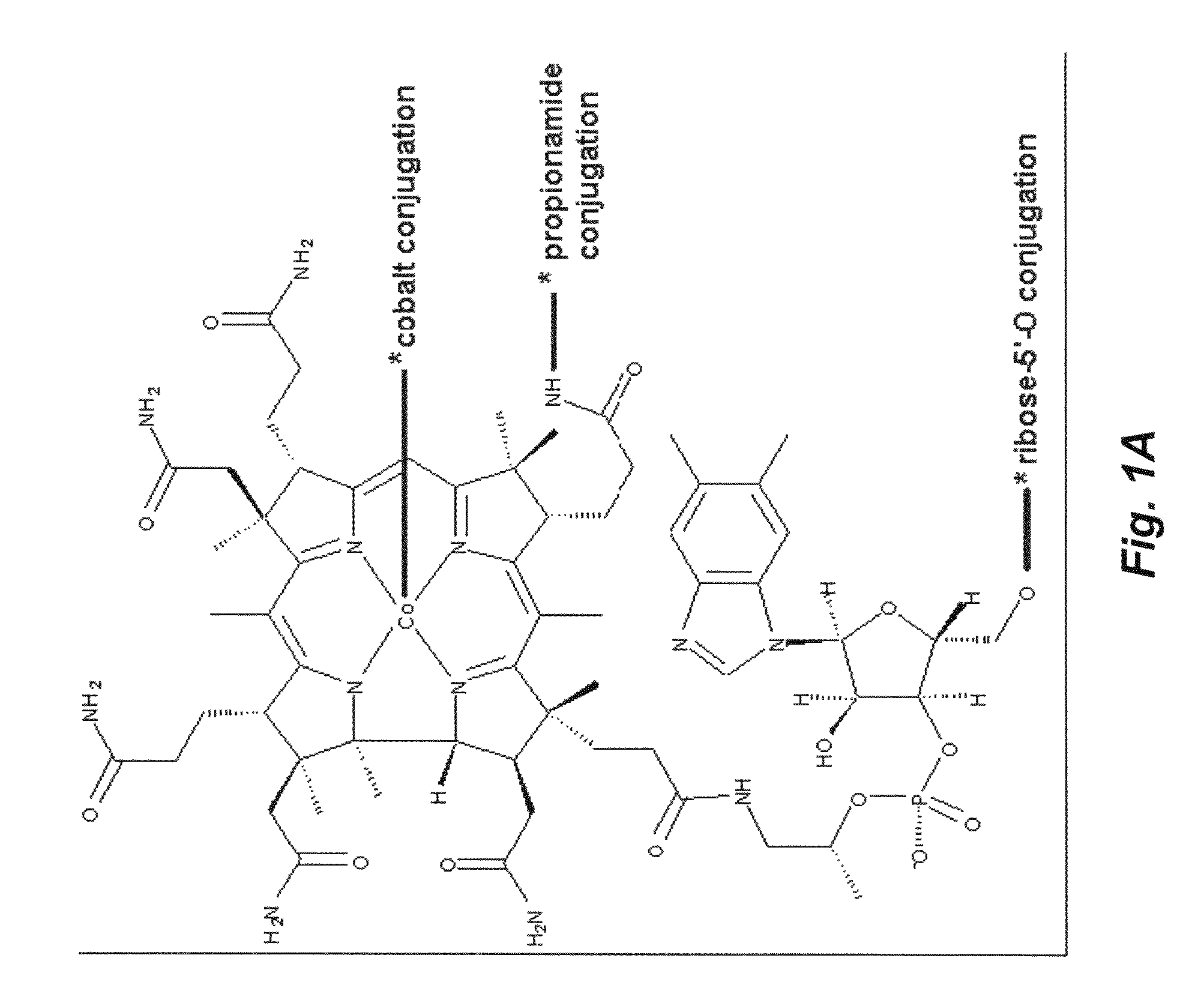 Conjugate of insulin and vitamin B12 for oral delivery