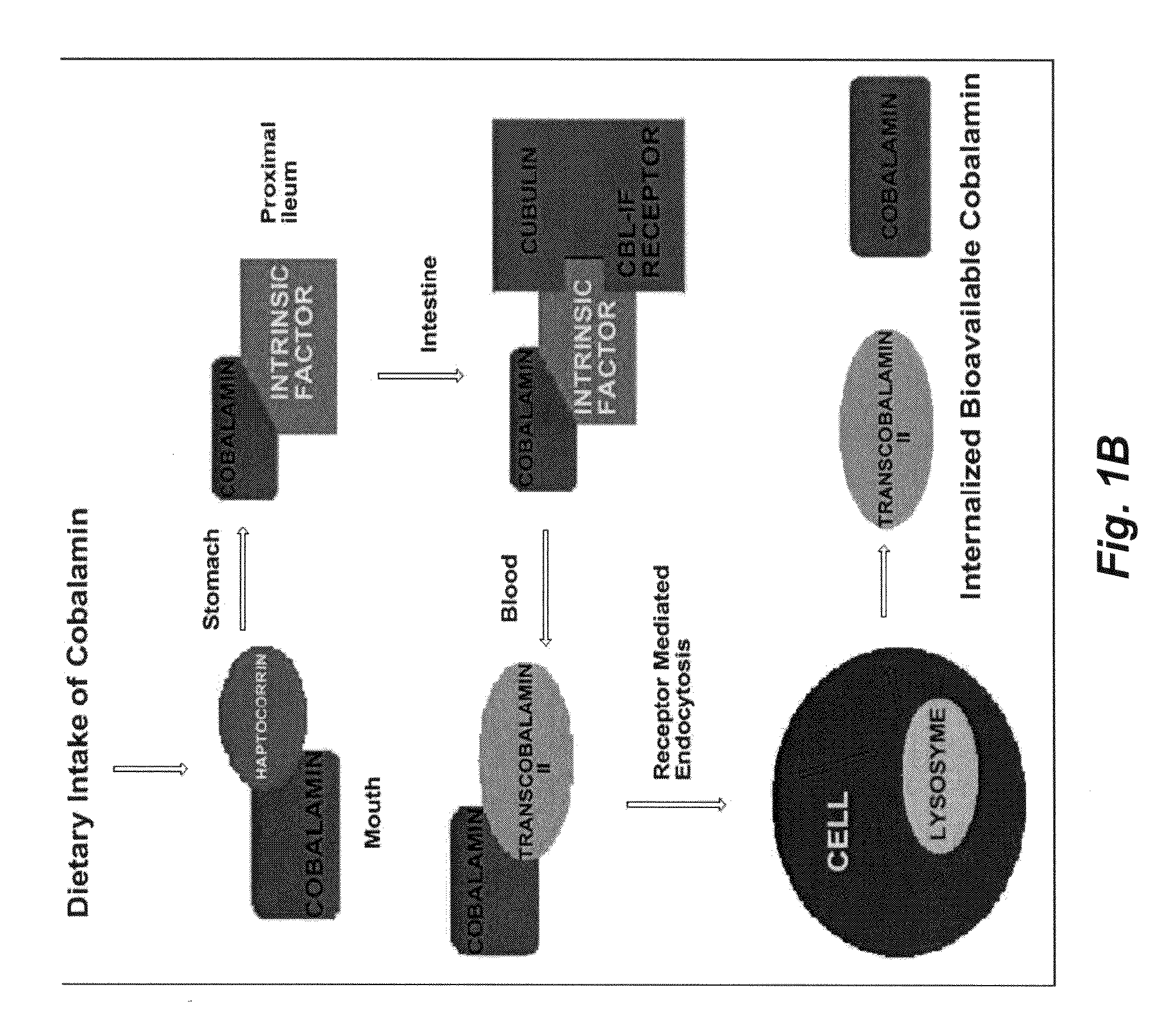 Conjugate of insulin and vitamin B12 for oral delivery