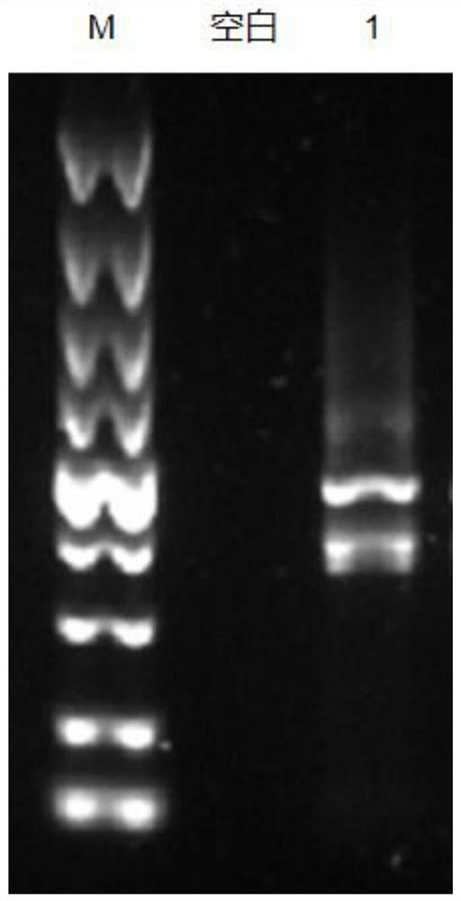 Nano antibody for specifically recognizing vibrio parahaemolyticus, recombinant vector, host cell and application thereof