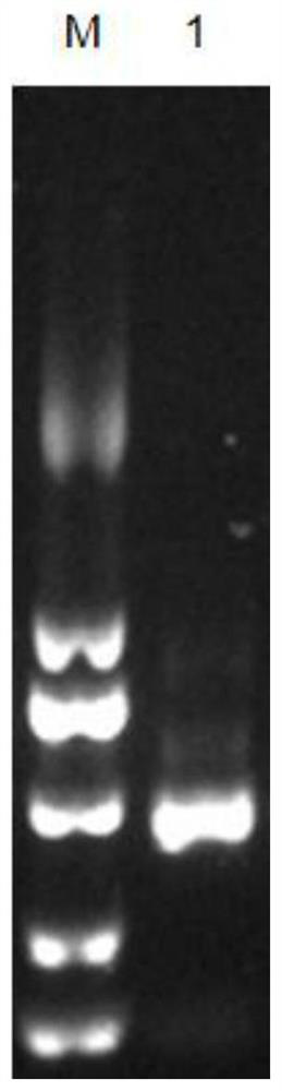 Nano antibody for specifically recognizing vibrio parahaemolyticus, recombinant vector, host cell and application thereof