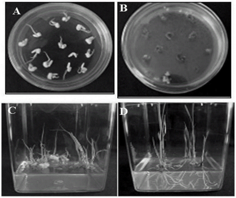 Method for culturing selectable-marker-free herbicide-resistant transgenic plant and carrier special for method