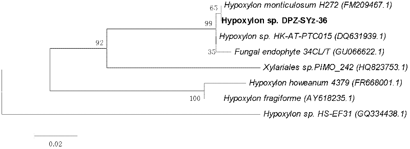 New species of Rhizophora stylosa root cellulose degrading fungus Hypoxylon sp. DPZ-SYz-36 and application thereof