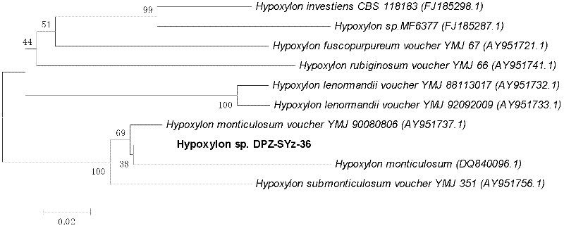 New species of Rhizophora stylosa root cellulose degrading fungus Hypoxylon sp. DPZ-SYz-36 and application thereof